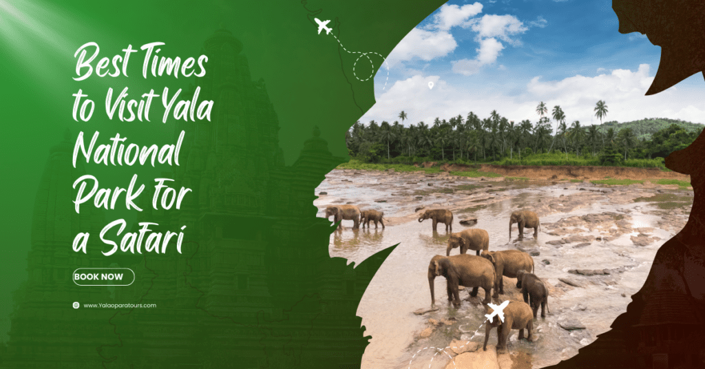 Best Times to Visit Yala National Park for a Safari 10 Yala Safari